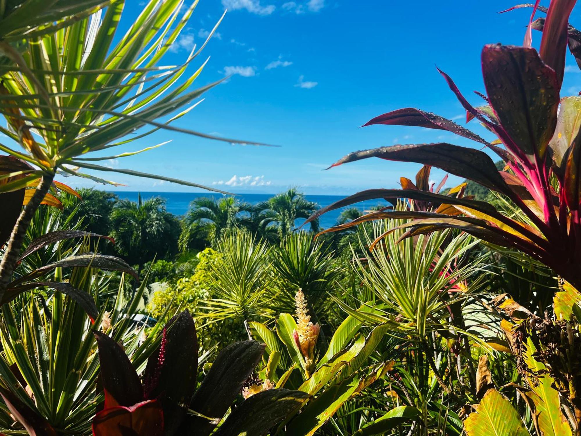 Vue Mer/3Beds/Piscine/Wifi/900 Metres De La Plage Deshaies Exterior foto